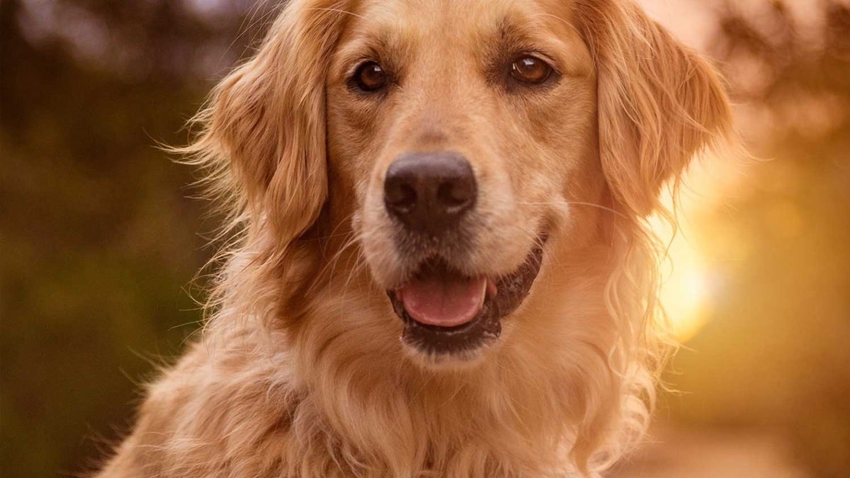 Золотистий ретривер – секрети ефективної експрес-линьки.