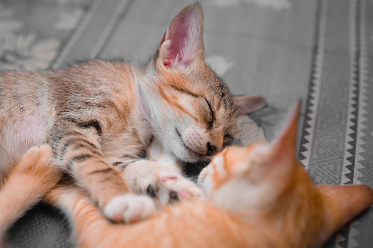 50 цікавих і дивовижних фактів про кішок.