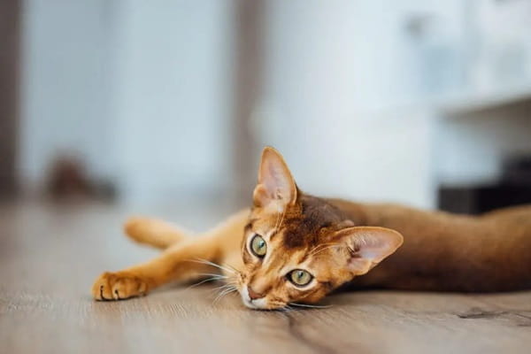 Абісинська кішка