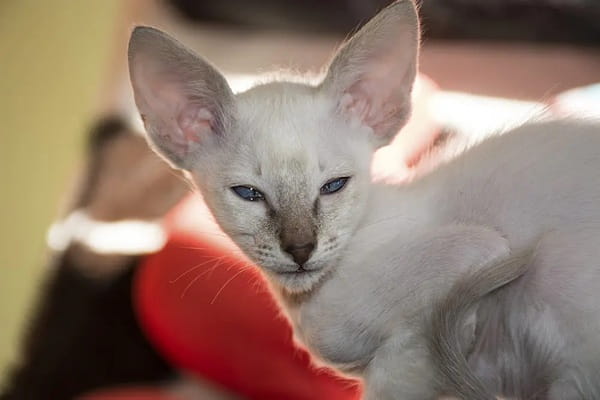 Балінезійська кішка