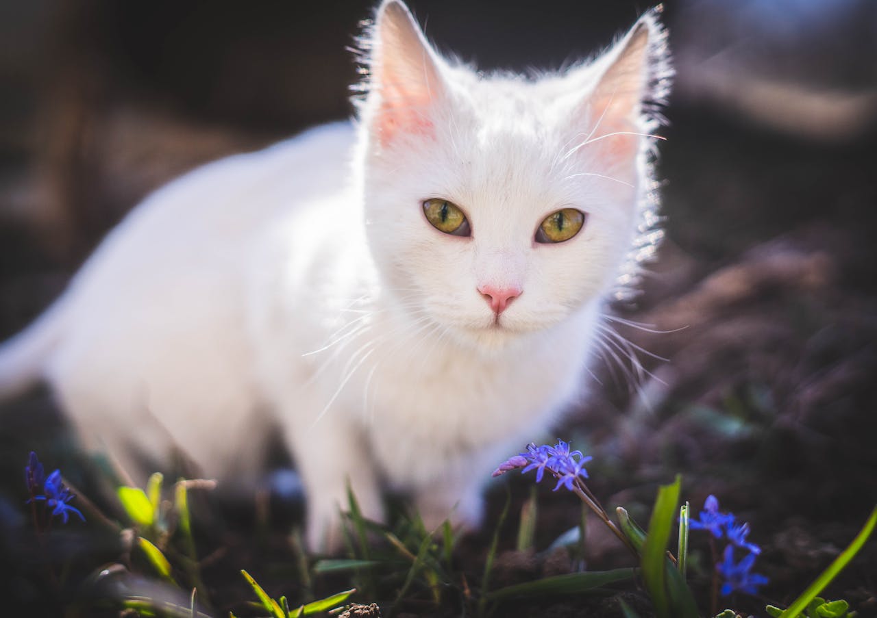 Чи можна кішці м’ясо: сире або варене – корисні види м’яса.