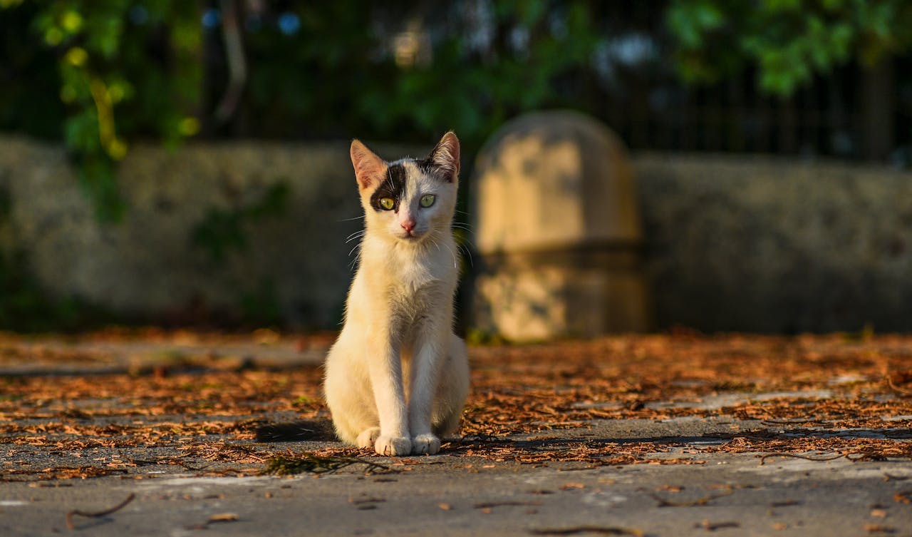 Чи потрібно вигулювати кішку на вулиці?