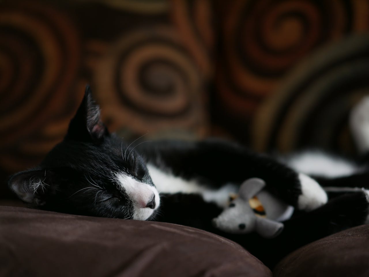 Чи вміють кішки ловити мишей і чи варто на це розраховувати?