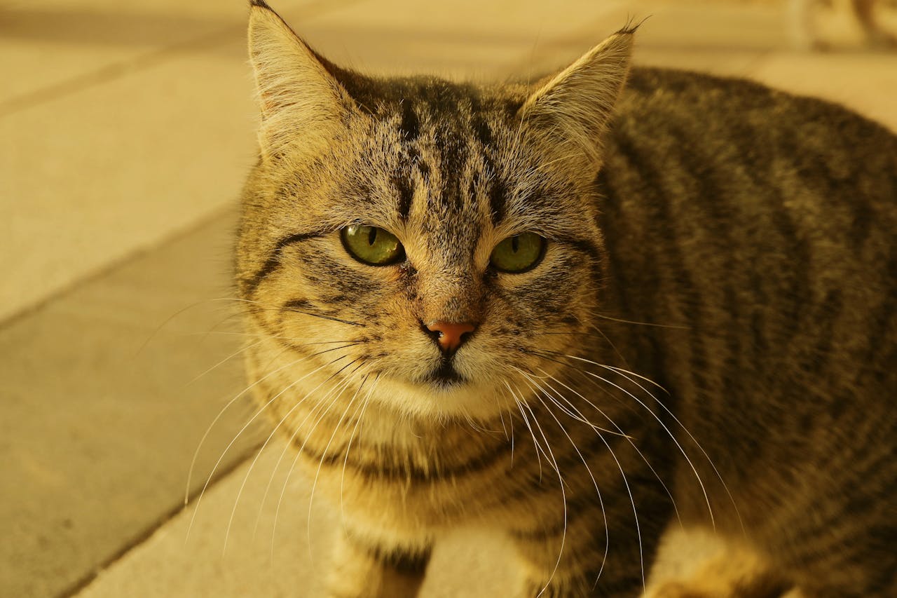 Чим годувати кастрованого кота?