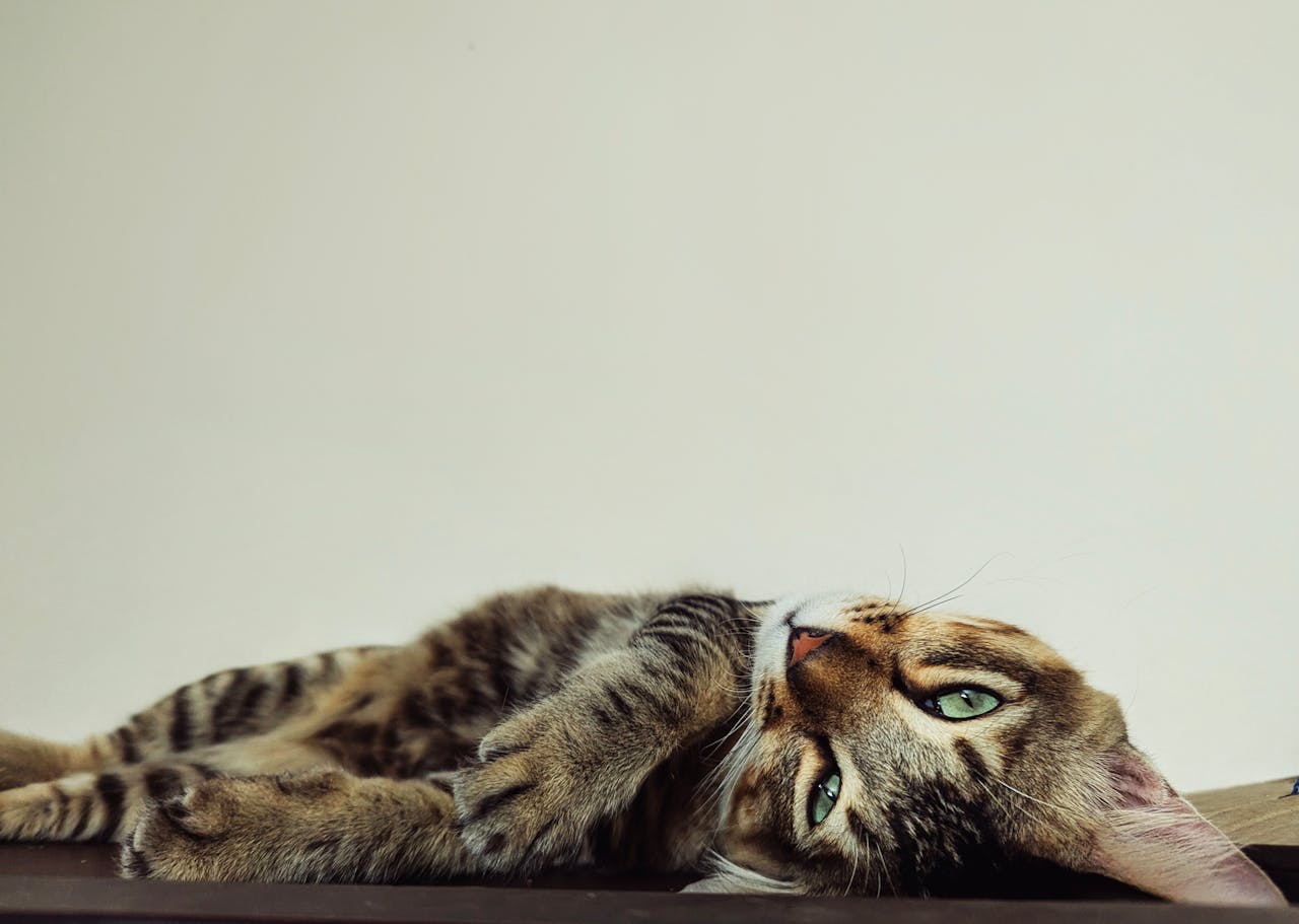 Кішка не їсть сухий корм: причини відмови і що робити.