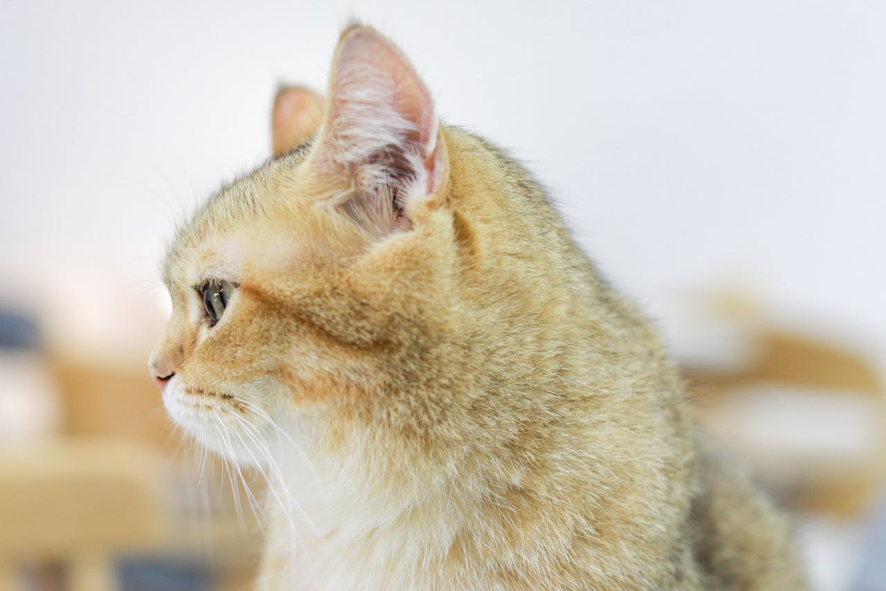 Кіт кричить вночі: причини та що робити господареві.