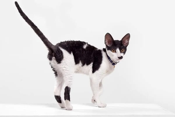 Корніш-рекс