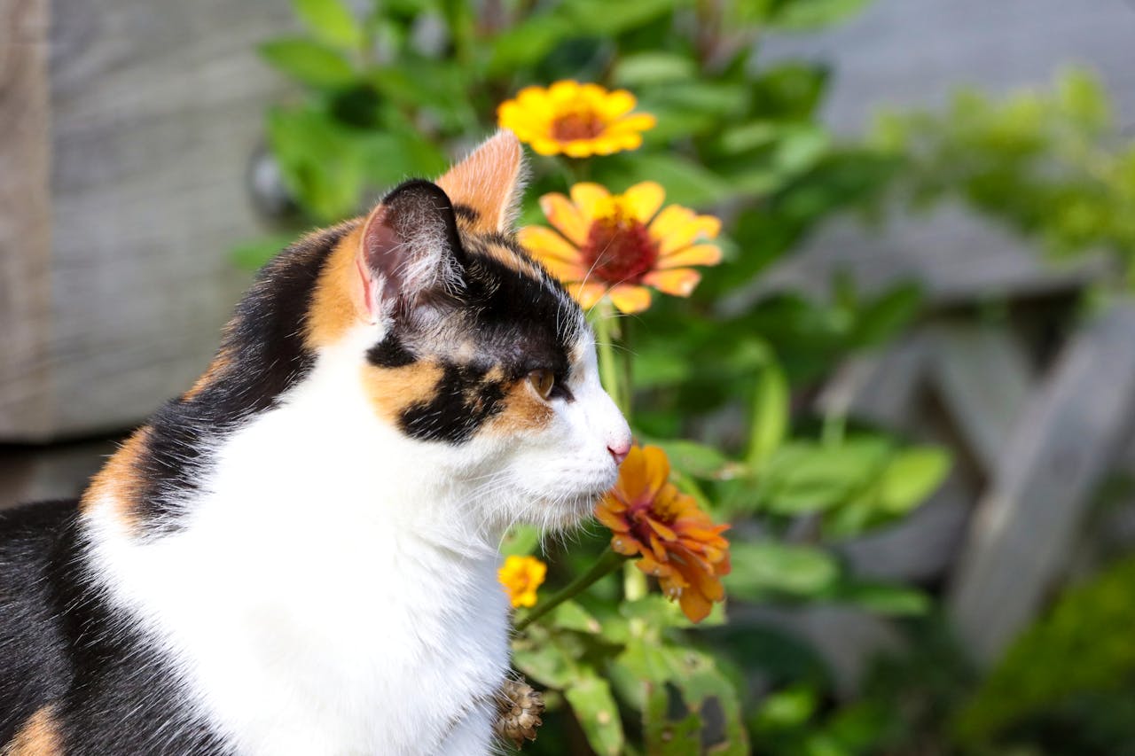 Ковтуни у кішки: причини появи і як позбутися?