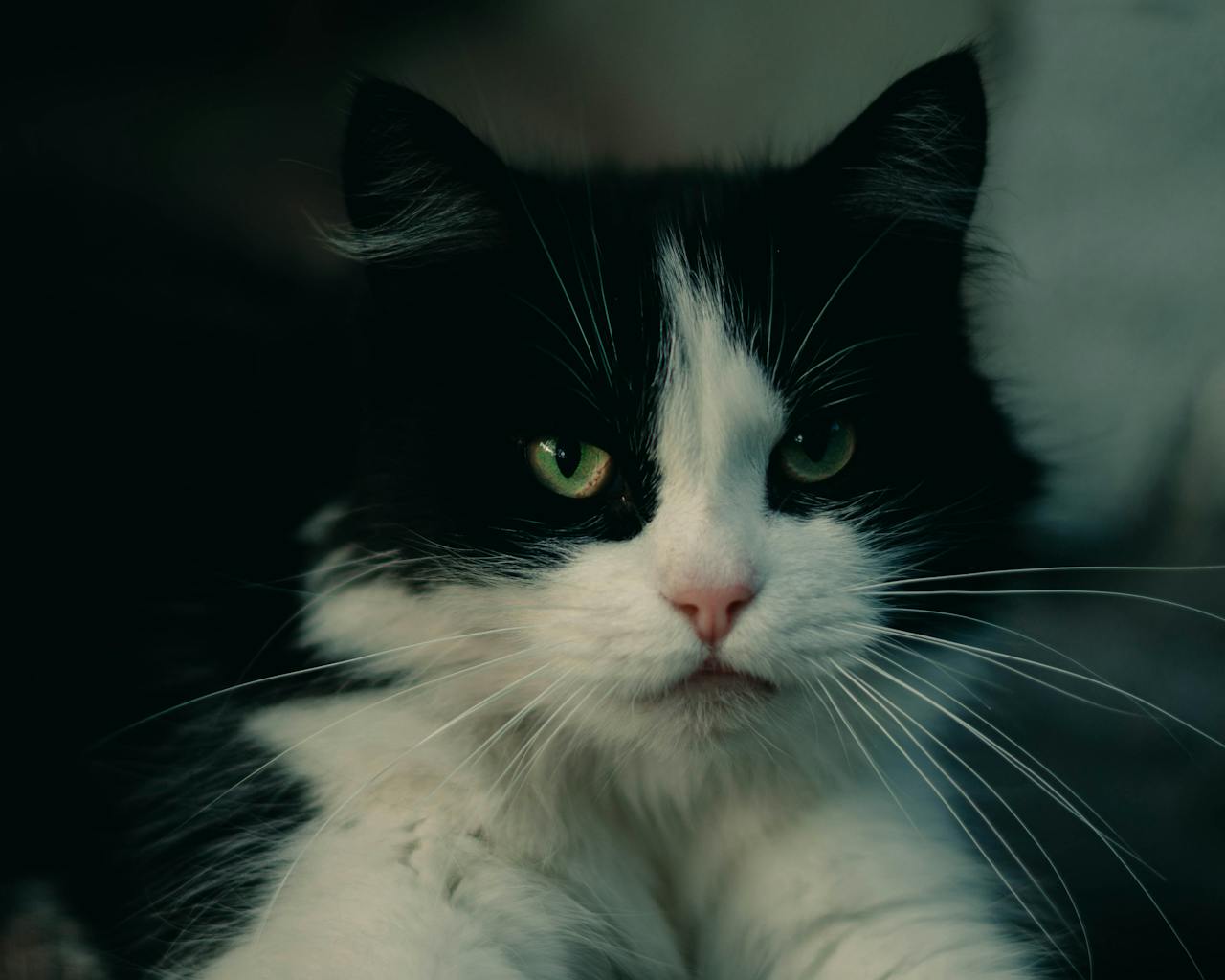 Кров у сечі у кішки: причини гематурії, що робити.