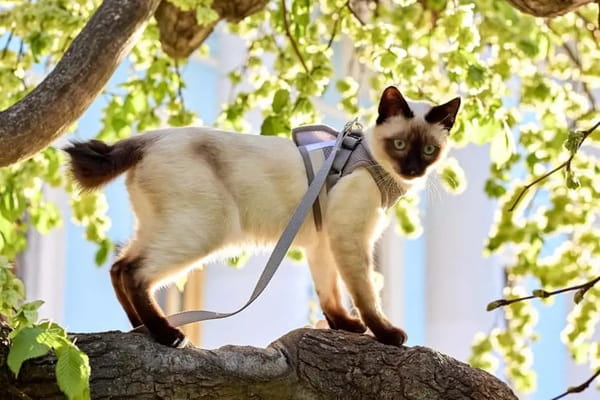 Меконгський бобтейл