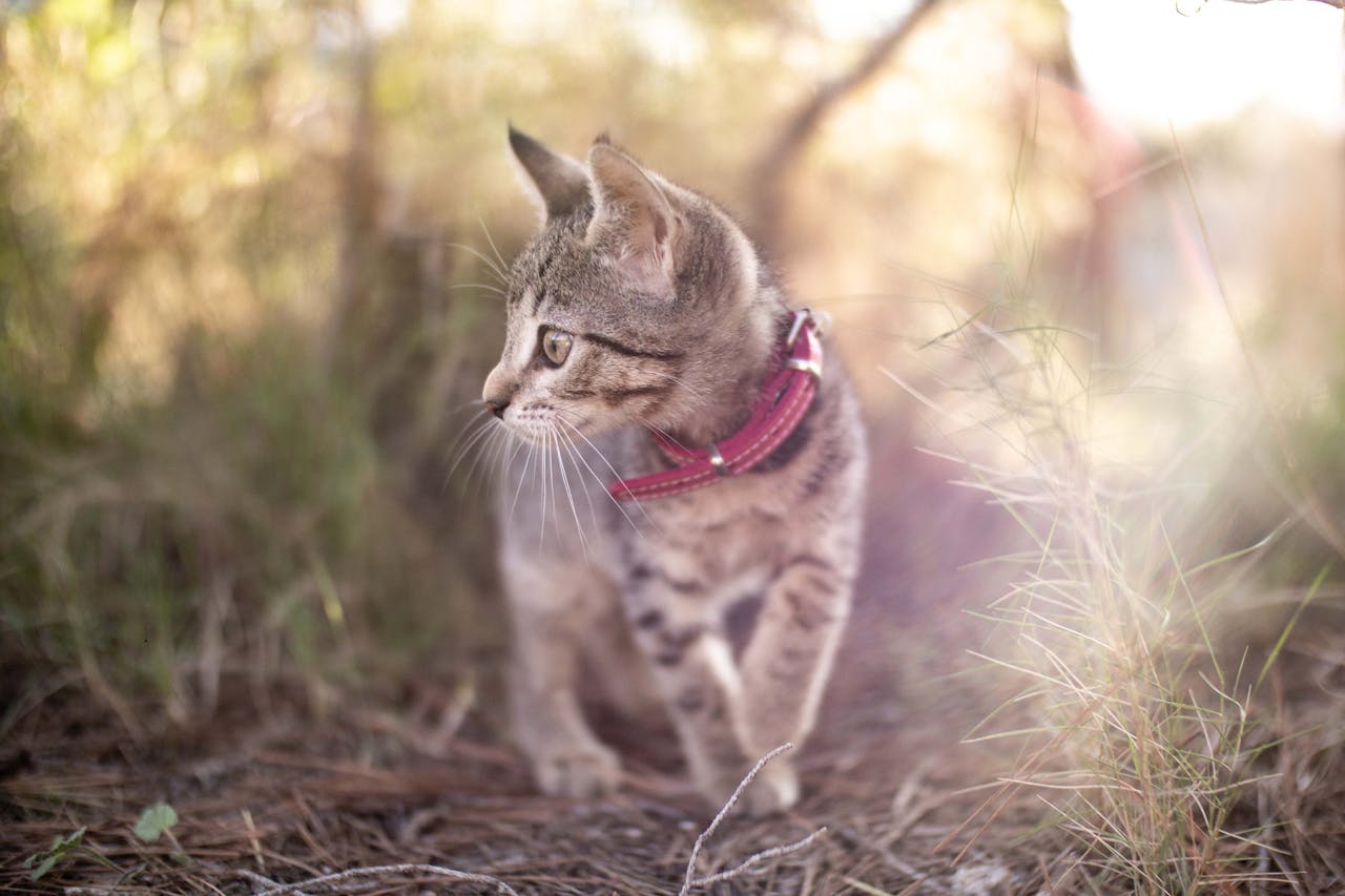 Нашийник для кота: види, підбір і як привчити.