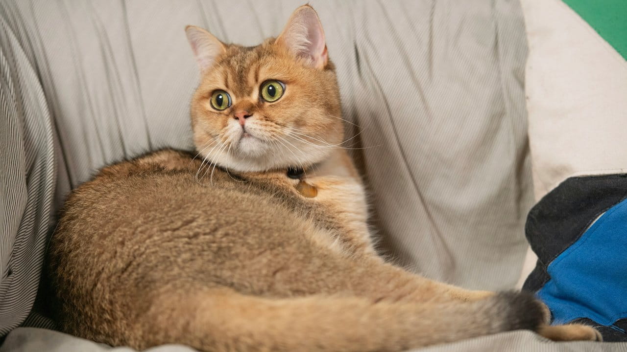 Ожиріння у кішок: симптоми, дієта, лікування та профілактика.