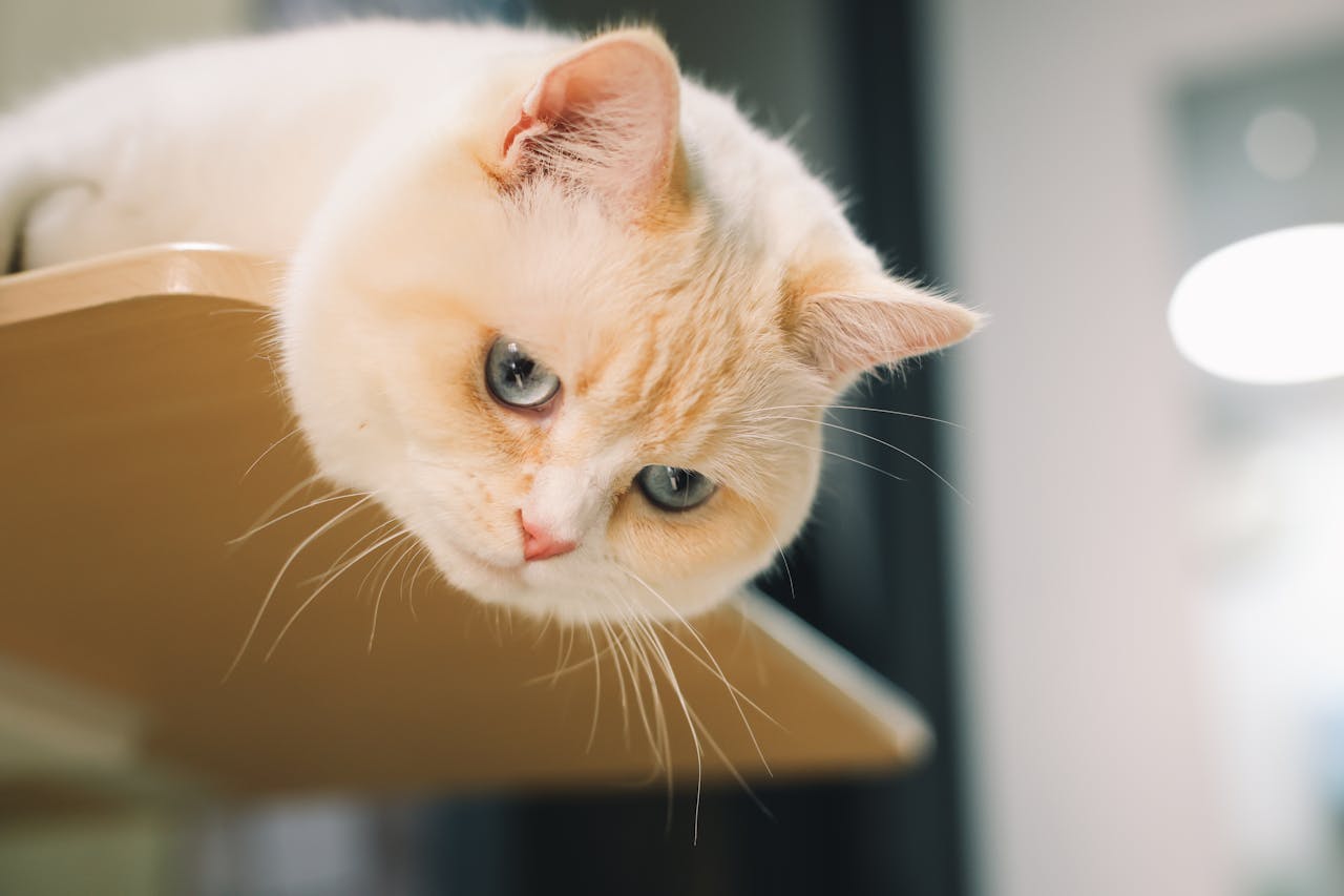 Пронос у котів і кішок: причини, лікування, що робити вдома.