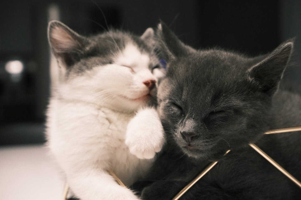 Що вважати нормою ваги кошеняти по місяцях?