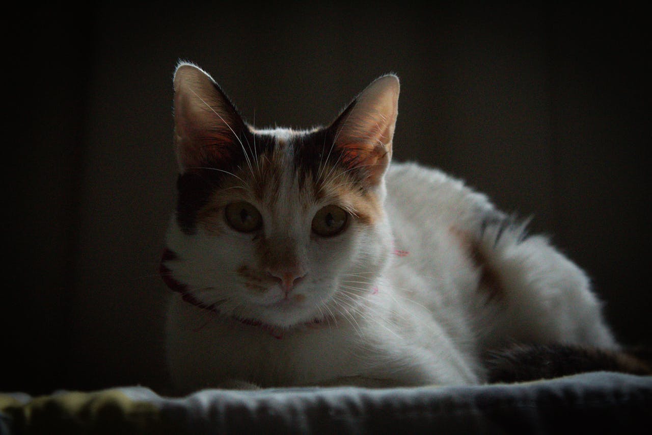 Стрес у кішки: причини, симптоми та як допомогти.