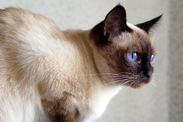 Тайська кішка