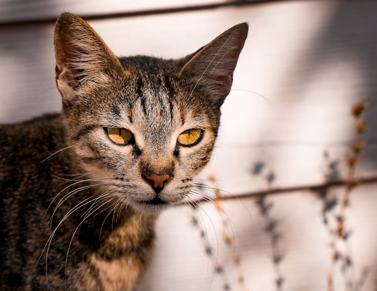 Тепловий удар у кішки: симптоми, як допомогти коту при перегріві.