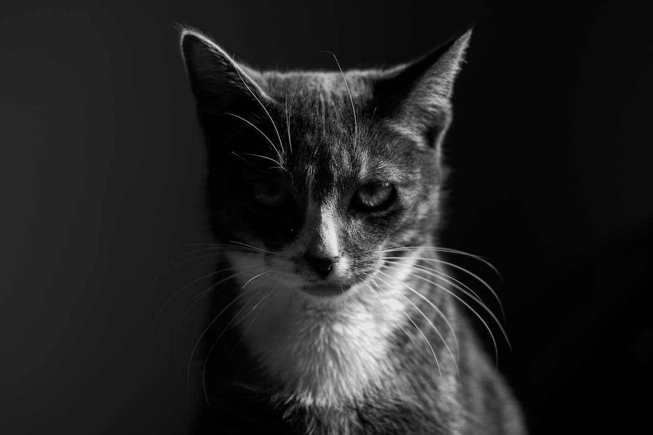 У кішки сльозяться очі: причини, що робити, чим лікувати.