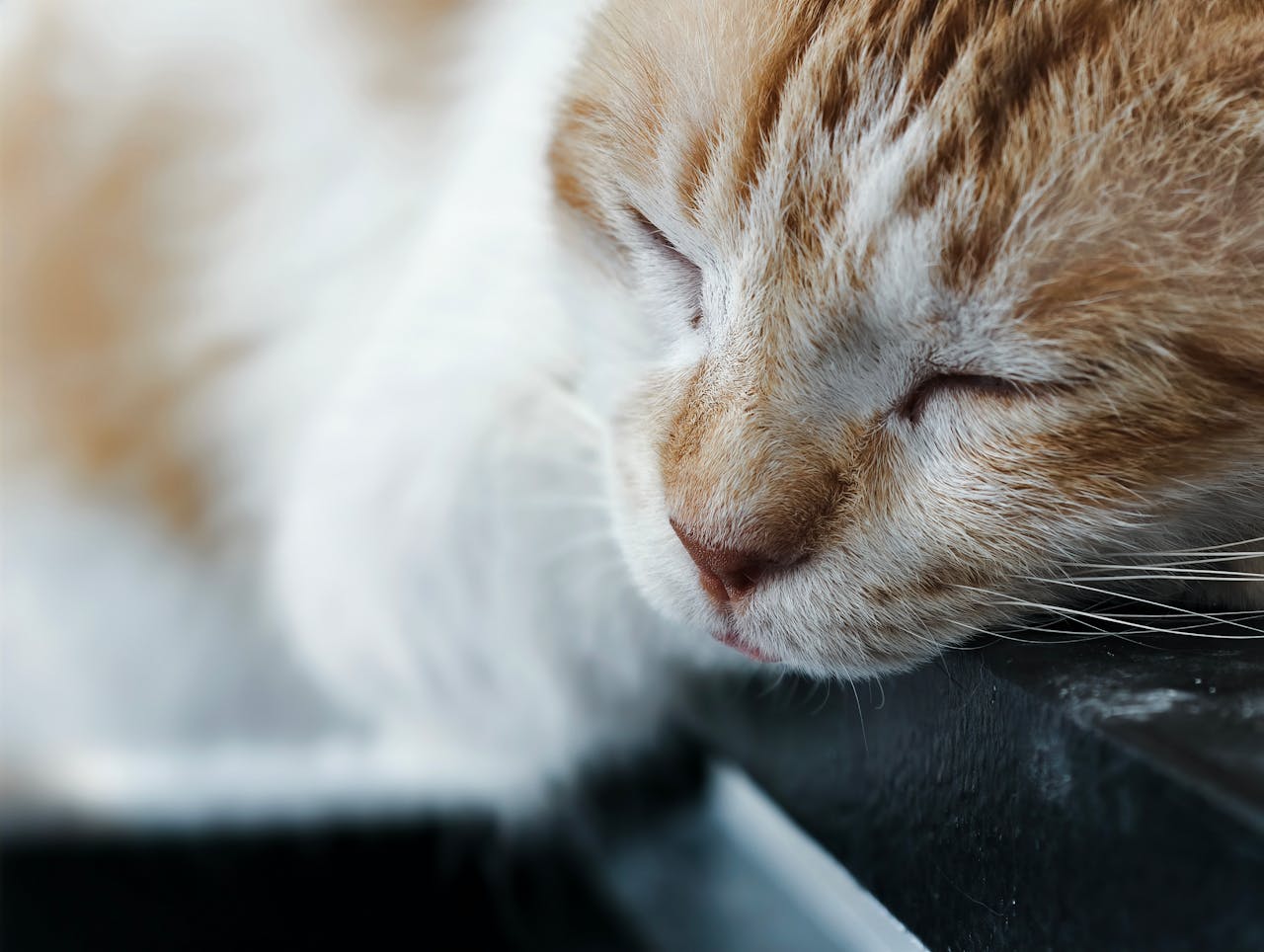 У кошеняти або кішки гноїться очі: причини виділень і що робити.