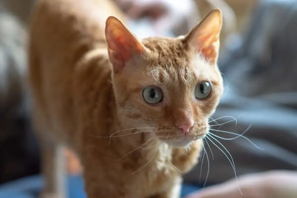 Уральський рекс