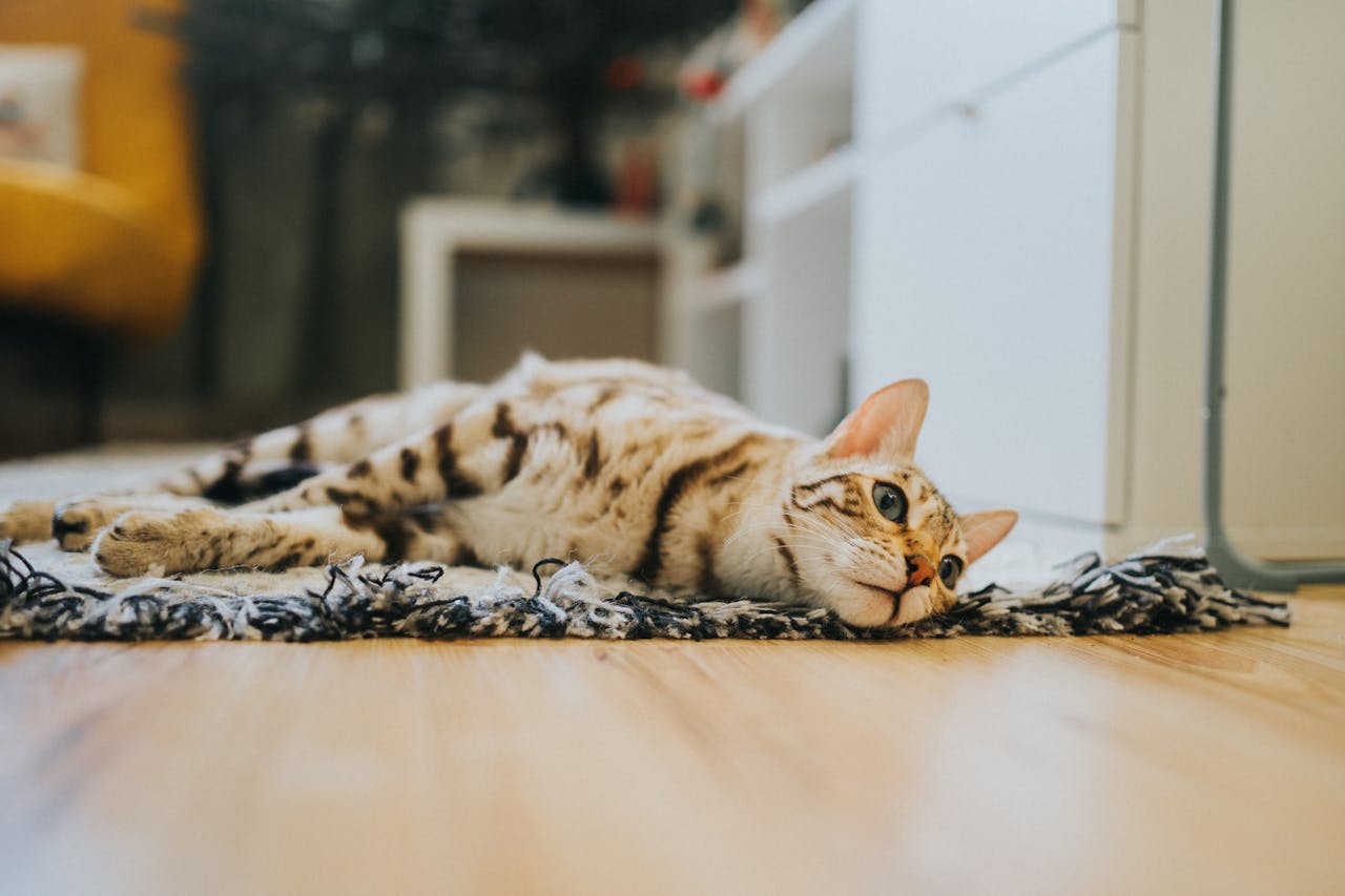 В'язка котів і кішок: перше спарювання і як воно проходить.