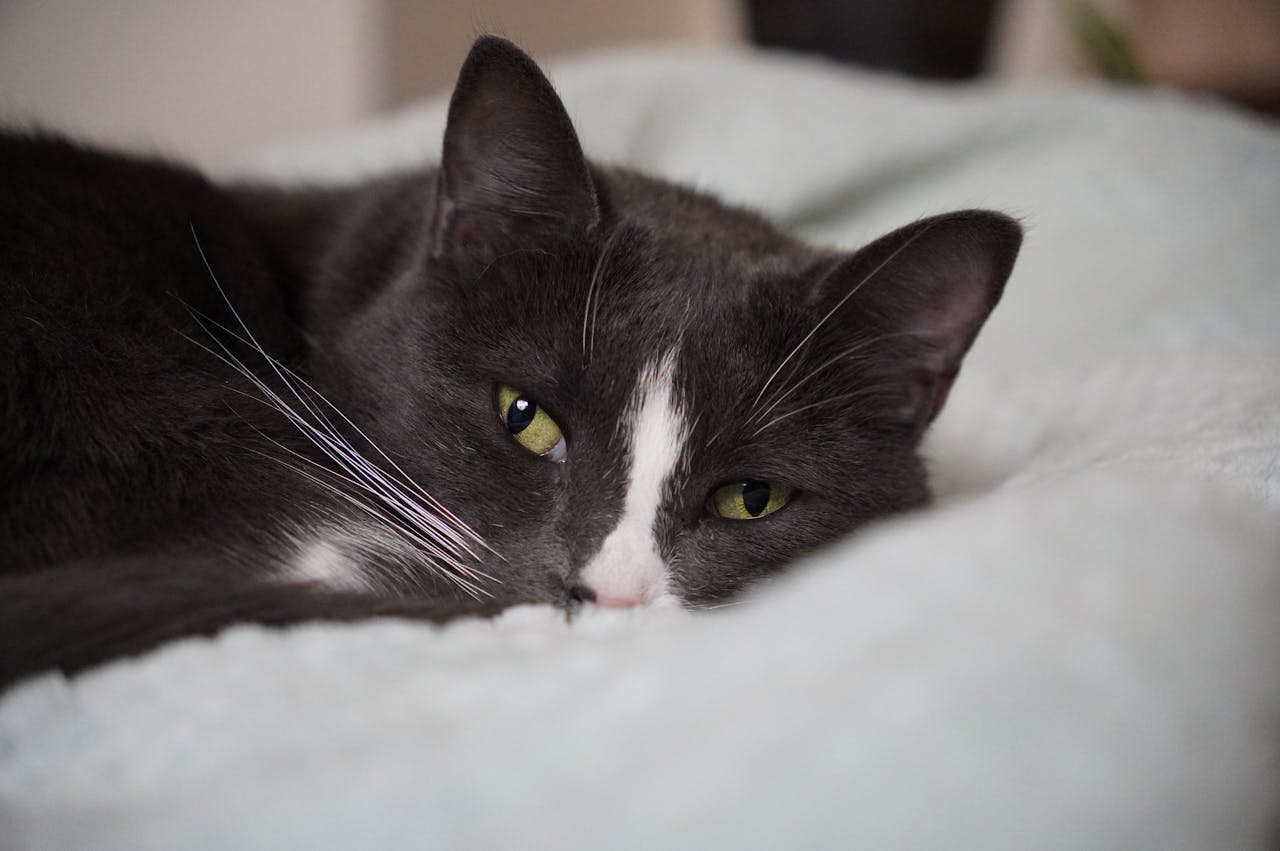 Як і чим чистити зуби кішці – поради щодо догляду в домашніх умовах.