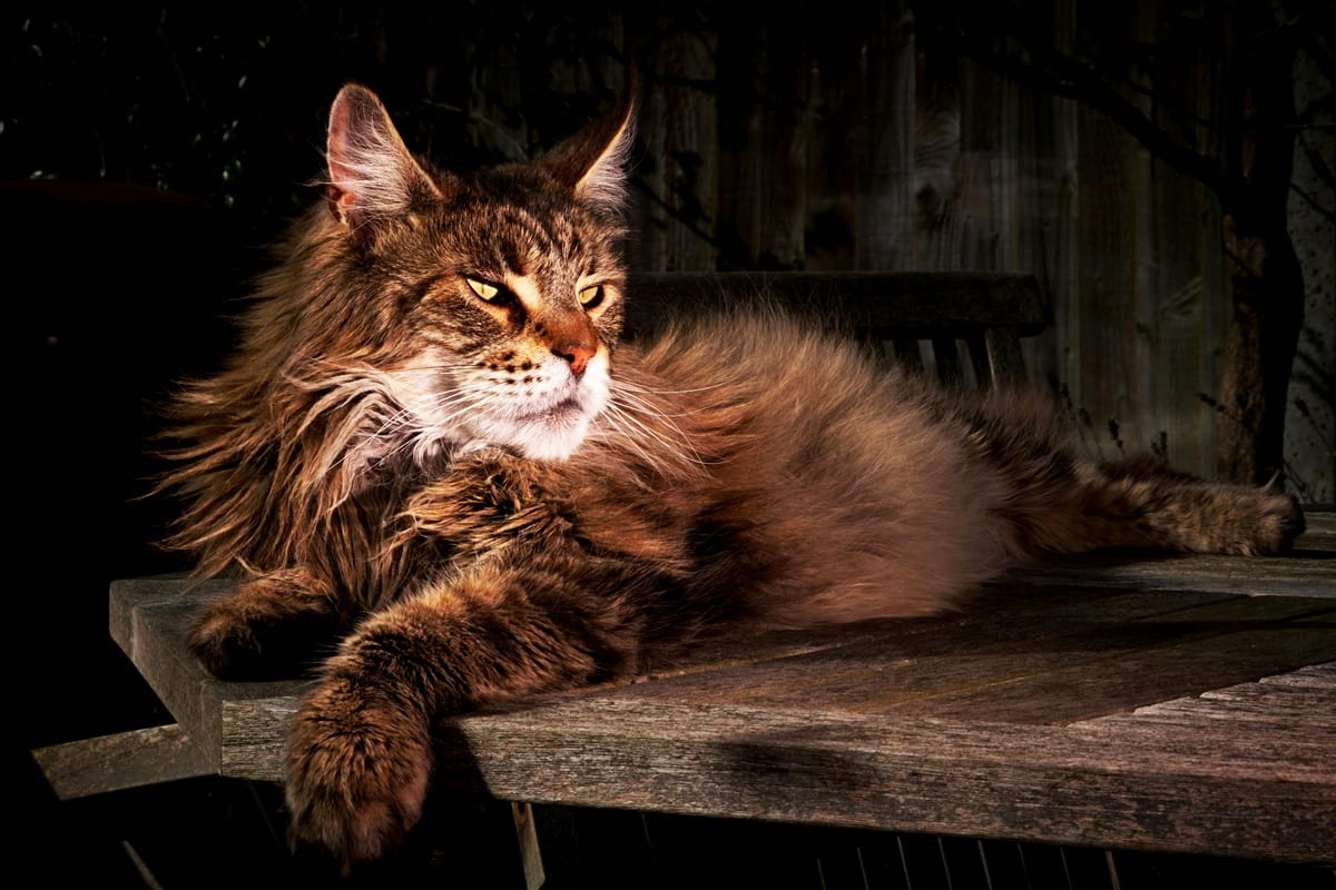 Як правильно в’язати мейн-куна – все про в’язку породи.