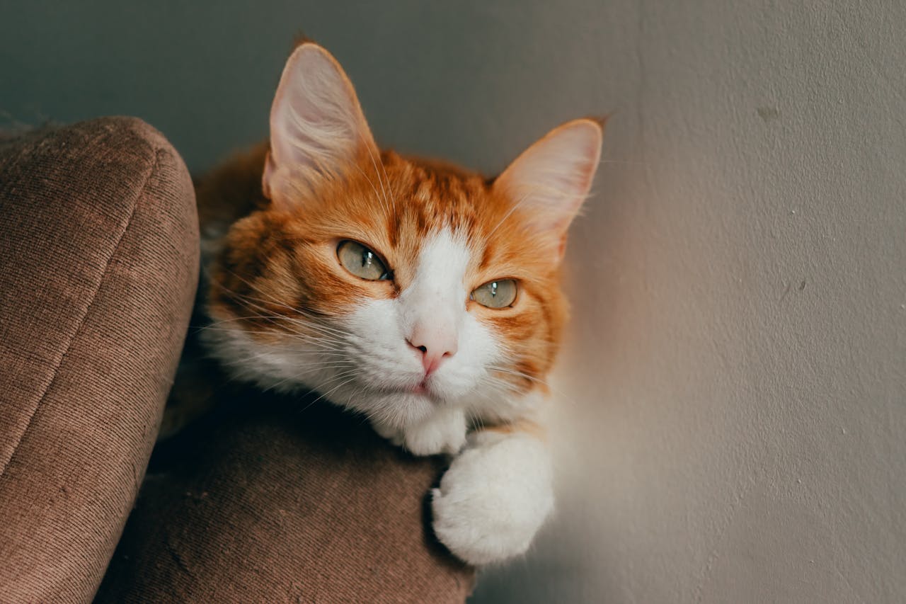 Як правильно зробити укол кішці в холку або м’яз?