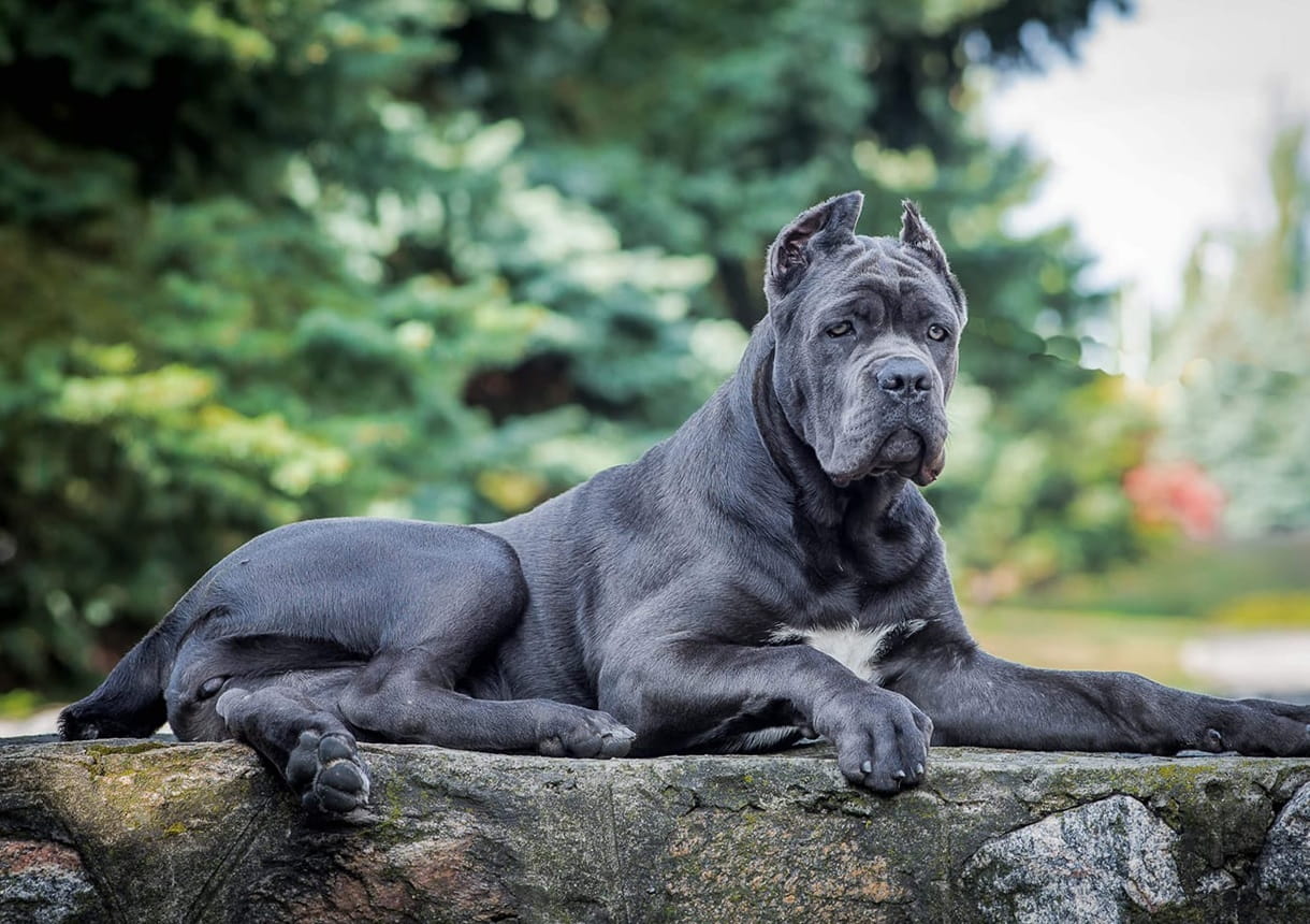 Як в'язати кане-корсо – все про в'язання породи.