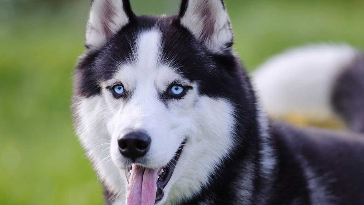 Як в'язати хаскі – все про в'язання породи.