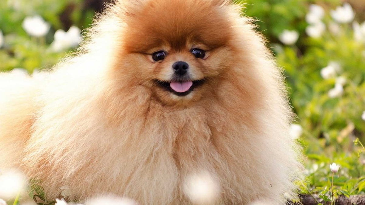 Як в'язати шпиця – все про в'язку породи.