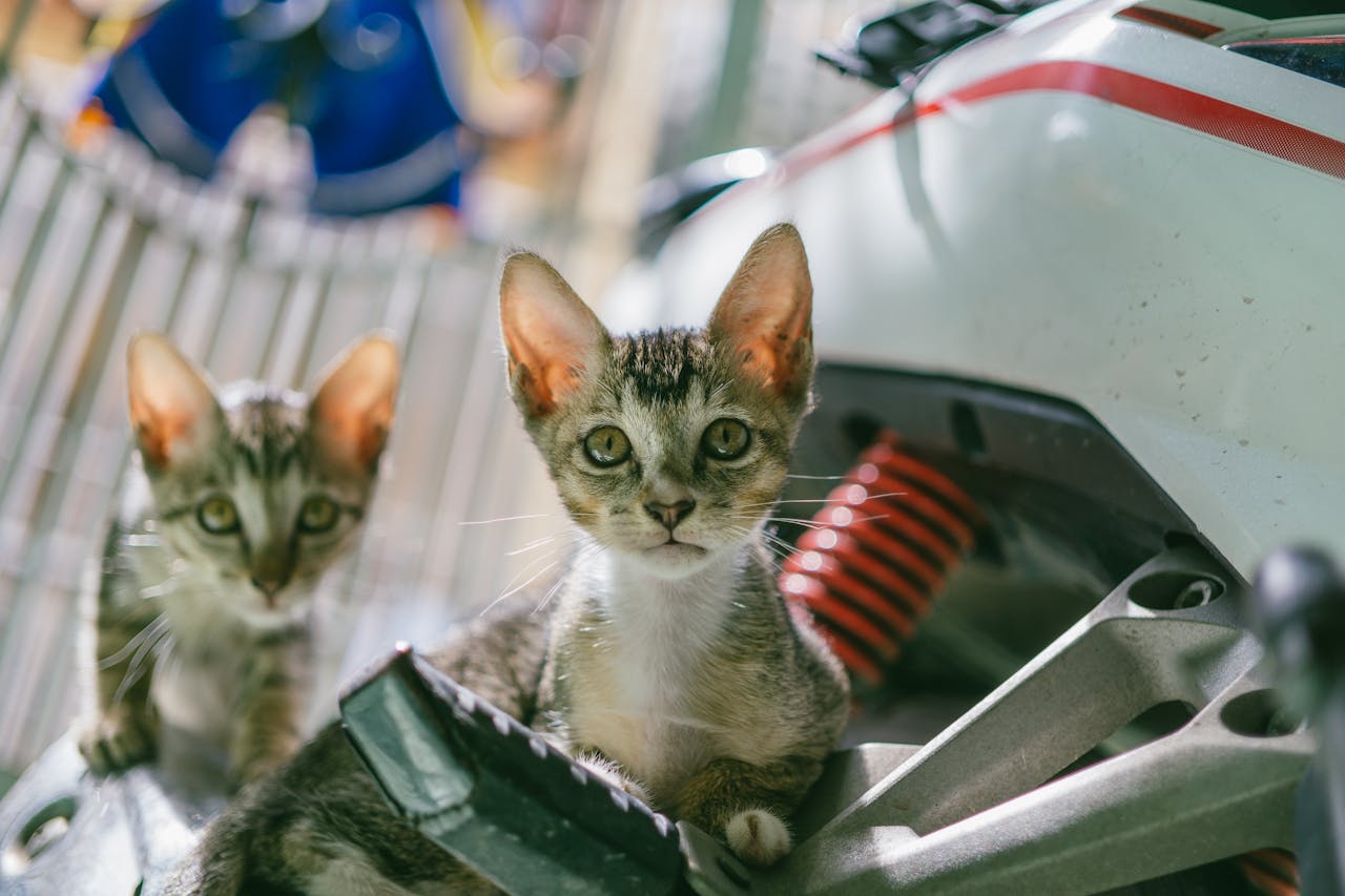 Як визначити стать кошеняти: хлопчик чи дівчинка – методи.