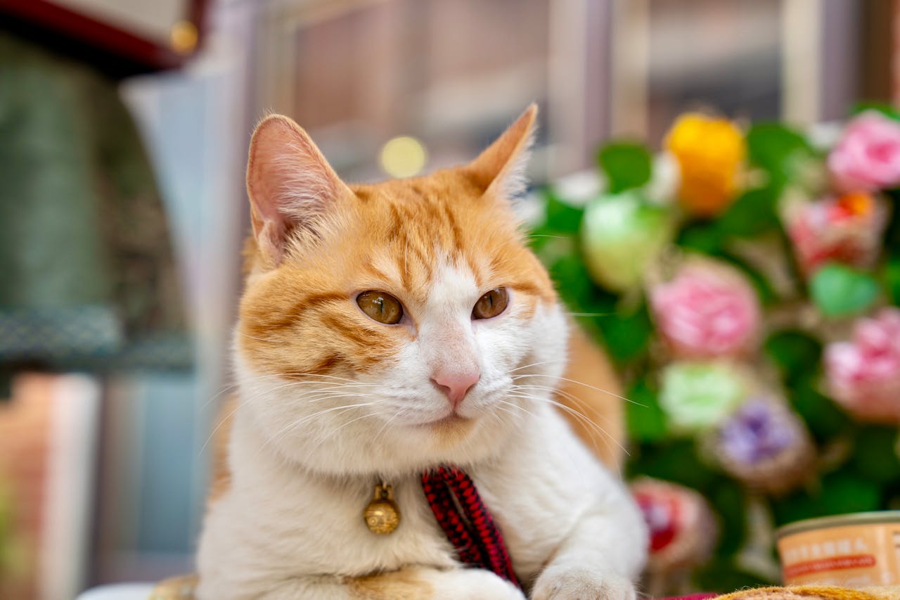 Які вітаміни потрібні кішкам?