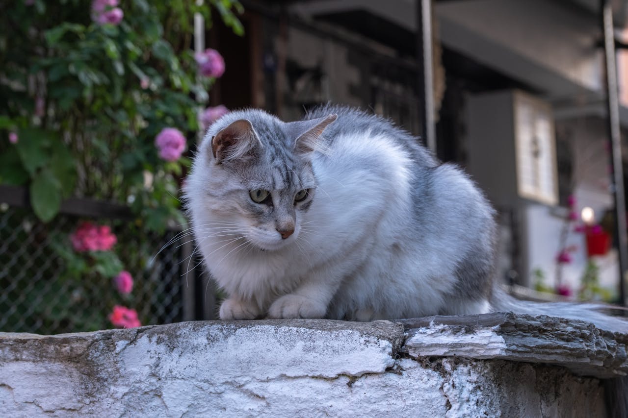 Які запахи не люблять і бояться кішки?