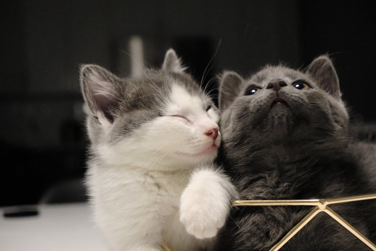 З якого віку можна годувати кошеня сухим кормом?