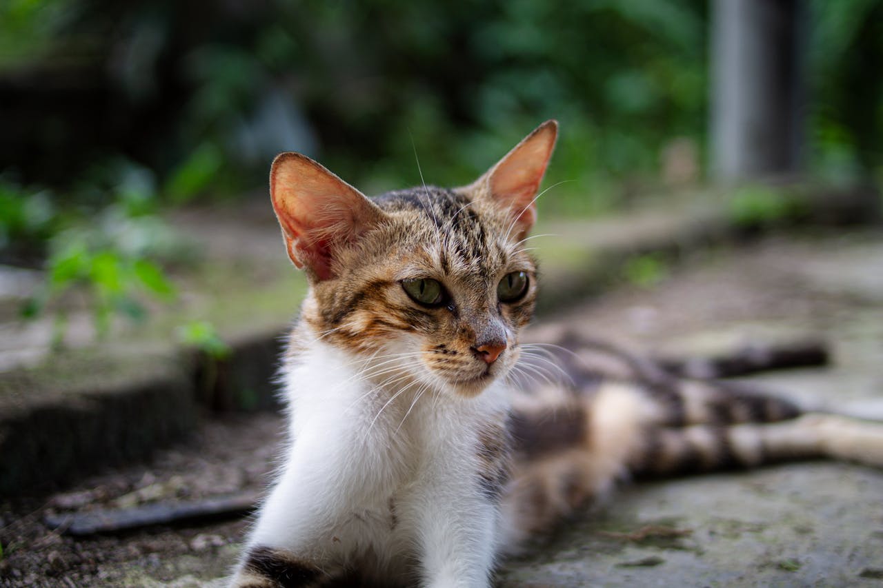 Запор у кішки: симптоми, причини та як допомогти коту вдома.