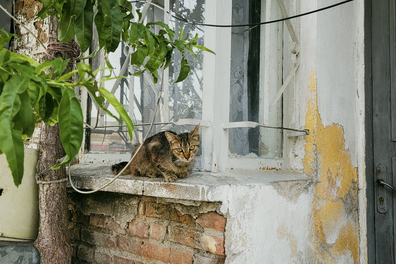 Зникла кішка: що робити господареві?
