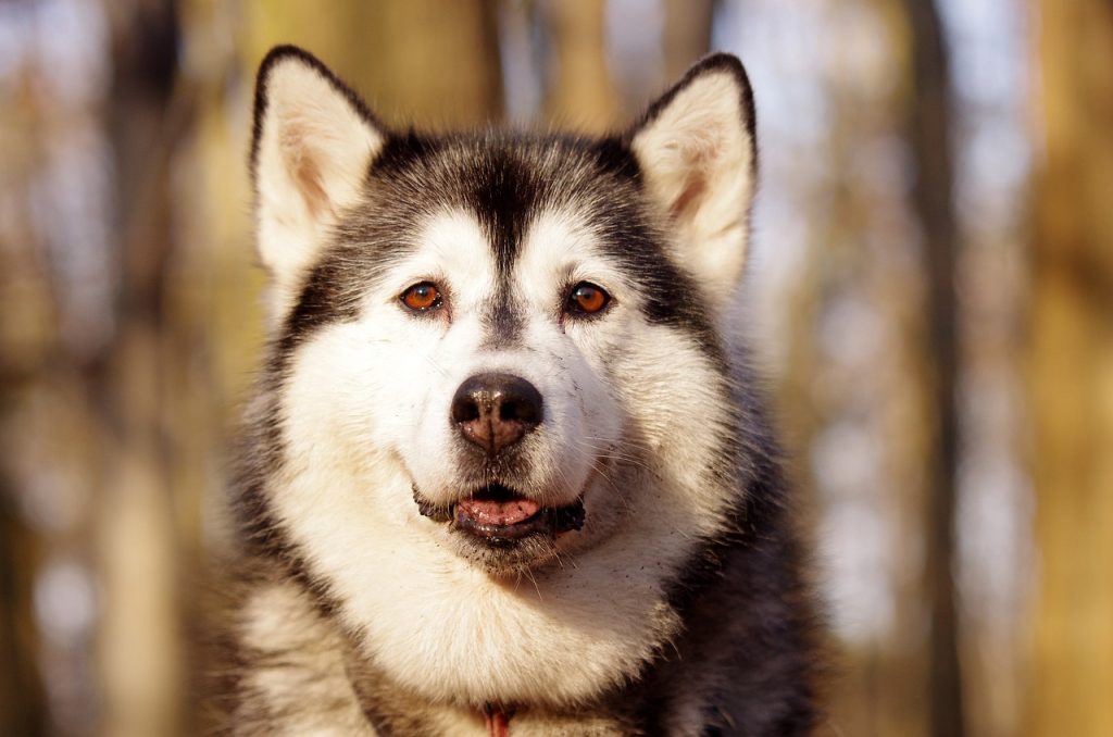 14 Dog Breeds That Whine A Lot.