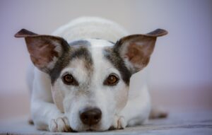 Are Buffalo Horns Safe For Dogs? (Answered By Vet Tech).