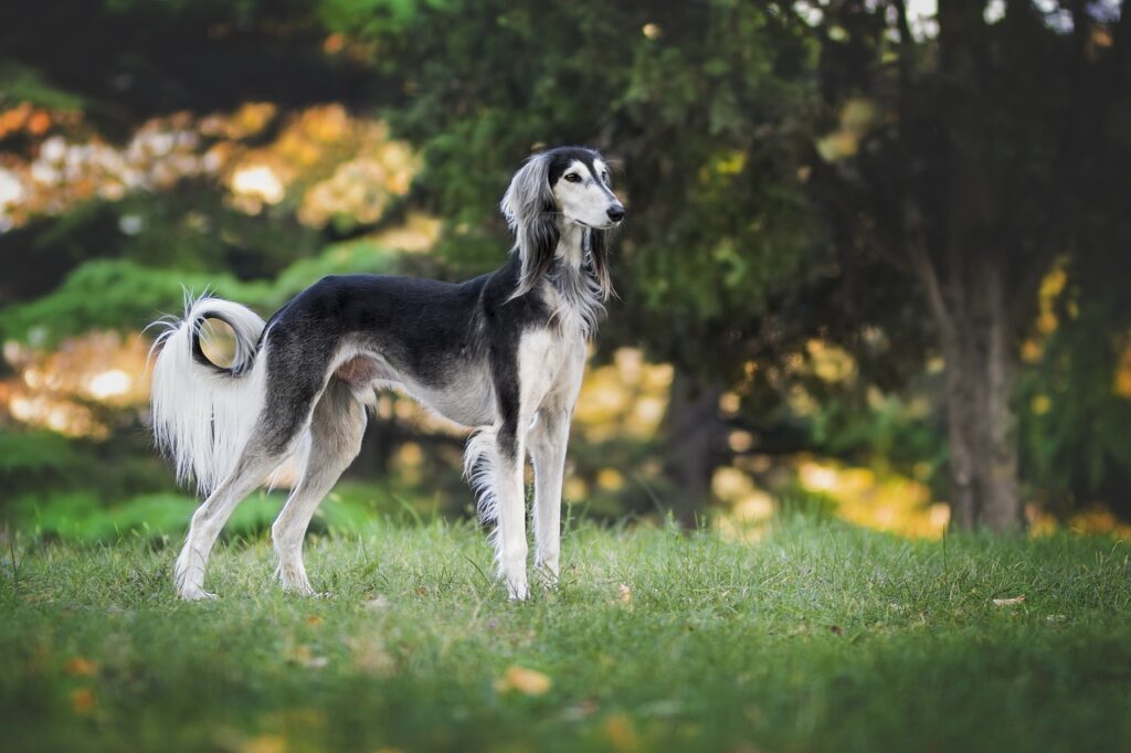 17 Dog Breeds With Long Legs (With Videos).