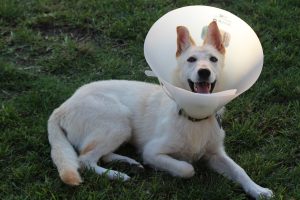 Can A Dog Sleep With A Cone On? – (Answered By Vet Tech).