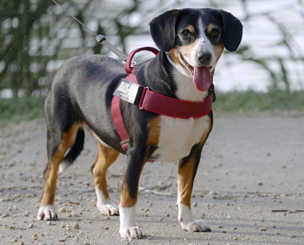 Can A Dog Wear A Collar And A Harness At The Same Time?