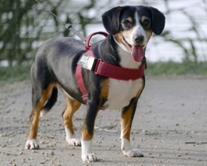 Can A Dog Wear A Collar And A Harness At The Same Time?
