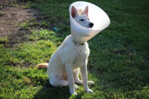 Can You Leave A Dog Alone With A Cone On? (Answered By Vet Tech).