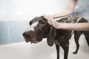 Can You Use Human Dandruff Shampoo On A Dog?