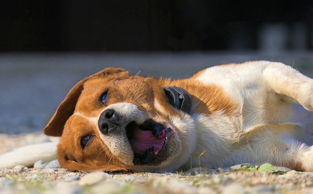 Do Dogs Get Tired Of Their Owners? (Answered By Dog Trainer).
