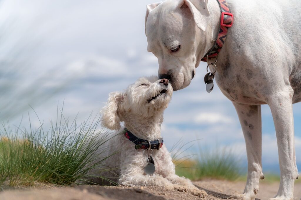 Do Dogs Know Each Other’s Age?