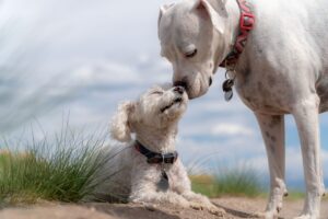 Do Dogs Know Each Other’s Age?
