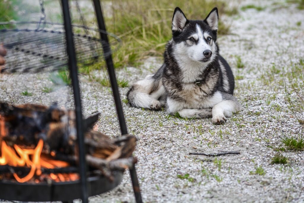 Do Dogs Know Not To Go Near Fire? (Answered By Dog Trainer).