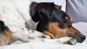 Do Dogs Know When Humans Are Sleeping? (Answered By Trainer).